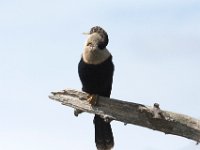 Everglades 03-22-16
